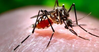 New Age Noticias - Las enfermedades transmitidas por los mosquitos amenazan al mundo