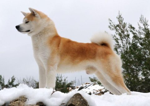 Perro Akita Inu