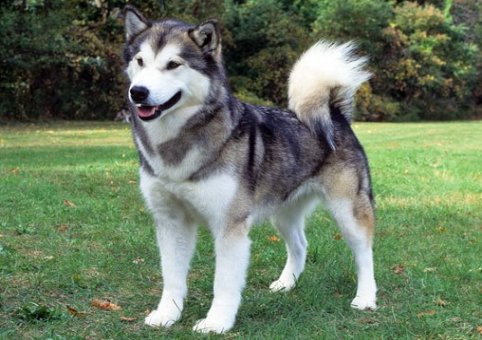 Perro Alaska Malamute