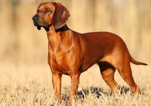 Perro Bávaro de Montaña