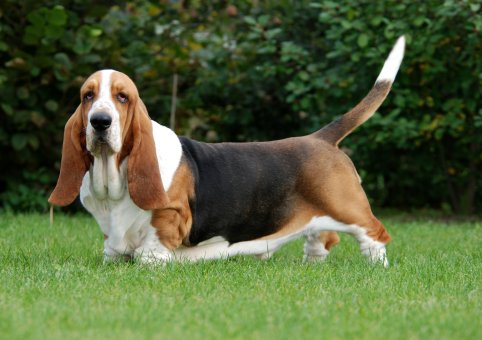 Perro Basset Hound