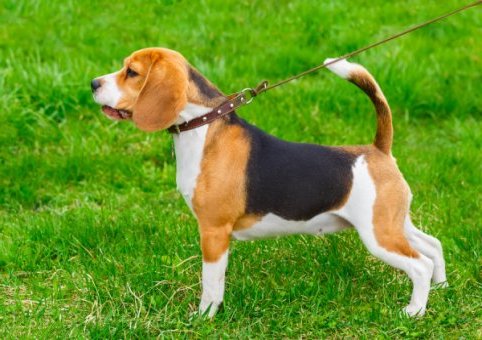 Perro Beagle