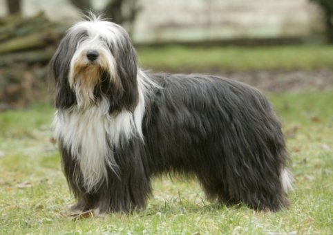 Perro Bearded Collie