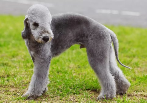 perro bendlington terrier