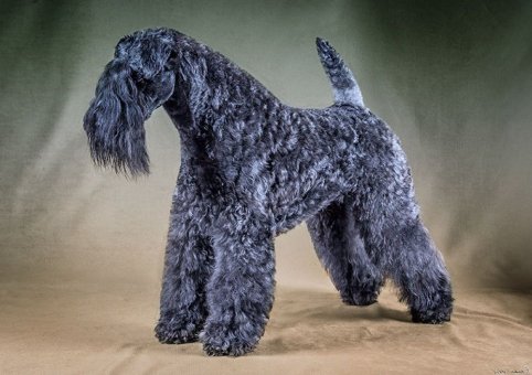 Perro Blue Terrier 