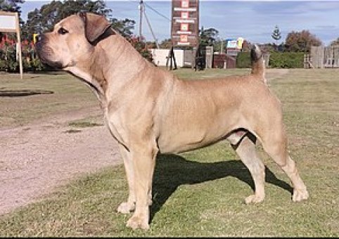 Perro Boerboel