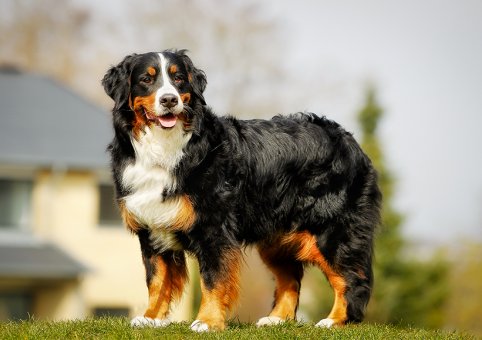 Perro Boyero de Berna