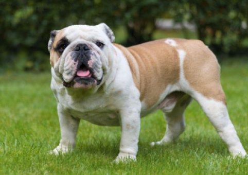  Perro Bulldog Inglés 