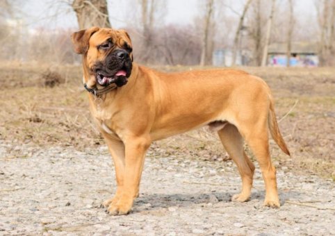 Perros Bullmastiff