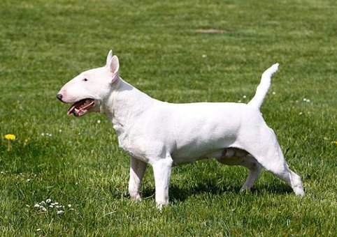 Perro Bullterrier Miniatura