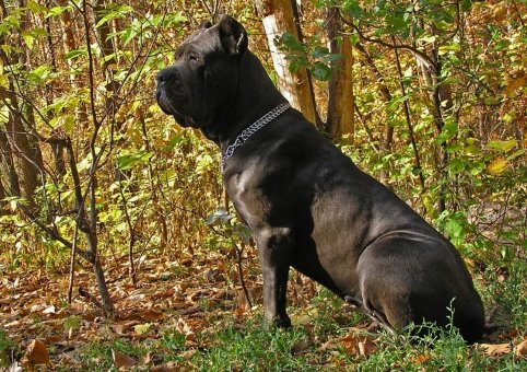 Perro Cane Corso