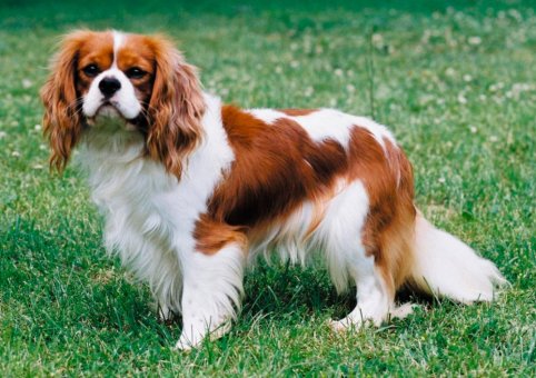  Perro Cavalier King Charles 