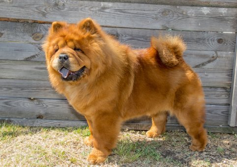  Perro Chow Chow 