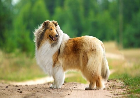 Perro Collie