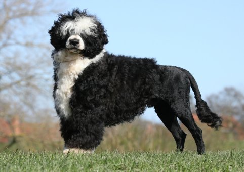 Perro de Aguas Portugués