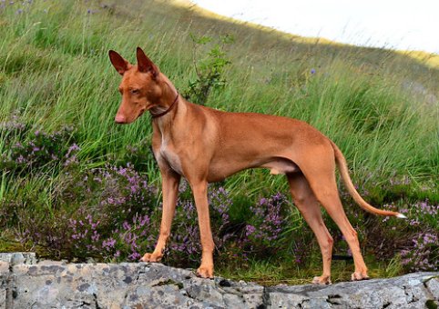 Perro del Faraón