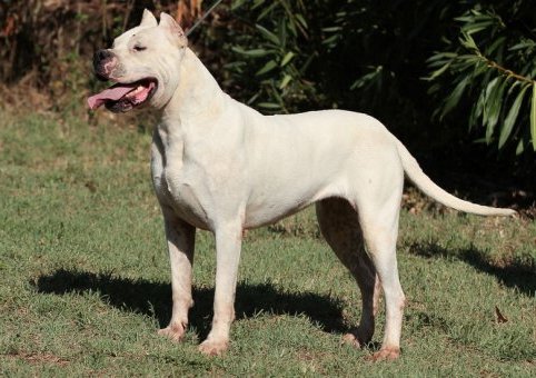 Perro Dogo Argentino