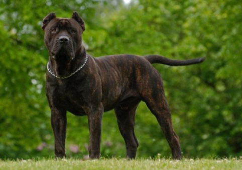 Perro Dogo Canario