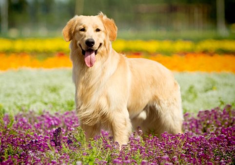  Perro Golden Retriever  