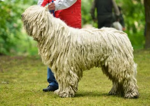 Perro Komondor