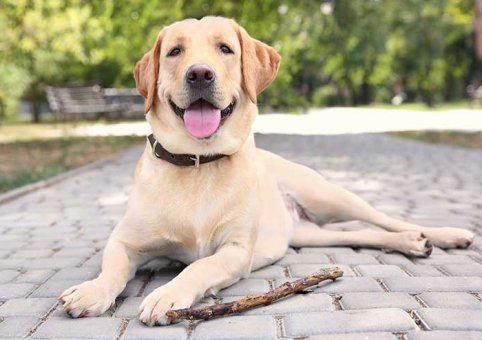 Perro Labrador Retriever