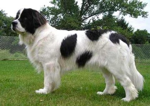 Perro Landseer