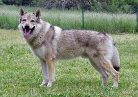  Perro Lobo Checoslovaco 