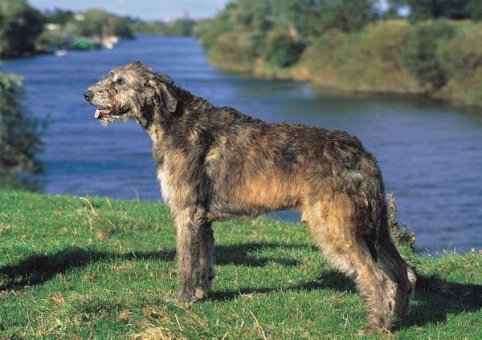 Perro Lobo Irlandés