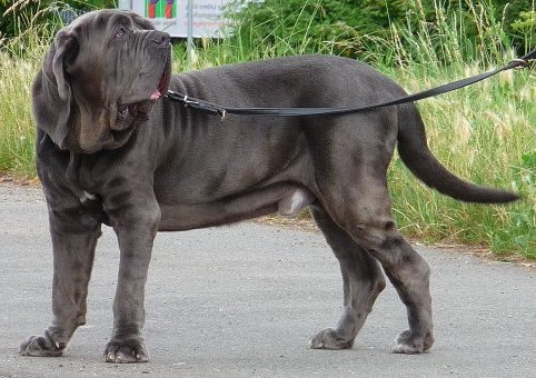 Perro Mastín Napolitano