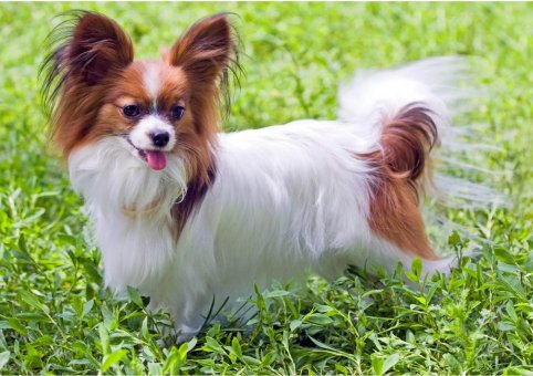 Perro Papillón