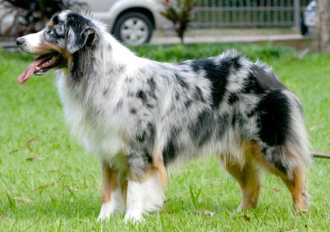 Perro Pastor Australiano