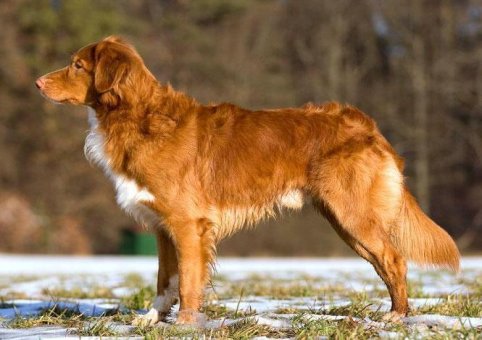 Perro de caza de Escocia