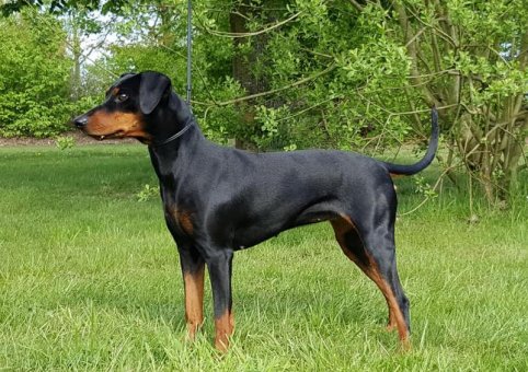 Perro Pinscher Alemán