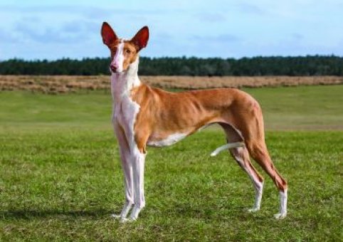 Perro Podenco Ibicenco