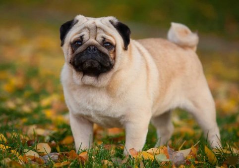 Perro Pug Carlino