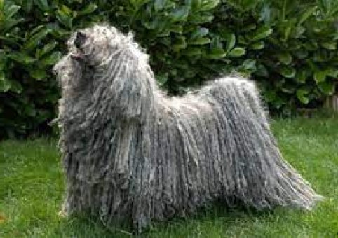 Perro Puli