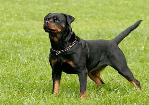  Perro Rottweiler 