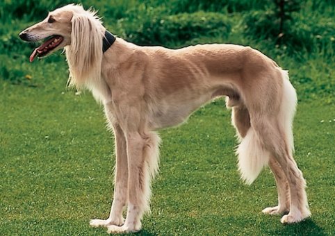  Perro Saluki 