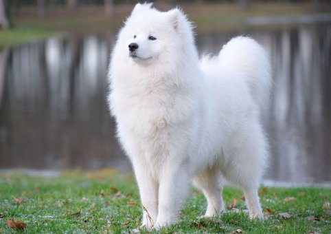 Perro Samoyedo