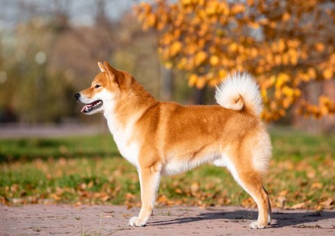 Perro Shiba Inu