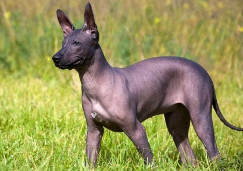  Perro Sin Pelo Peruano 