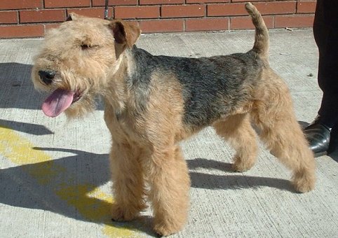 Perro Terrier de los Lagos