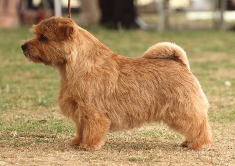 Perro Terrier Norfolk