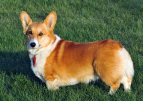 Perro Corgi Galés