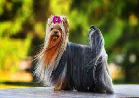 Perro Yorkshire Terrier