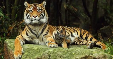 El número de tigres en el mundo se ha duplicado