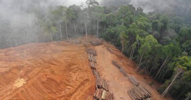 Amazonía pierde 2 mil hectáreas de selva por día en 2022