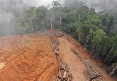 Amazonía pierde 2 mil hectáreas de selva por día en 2022