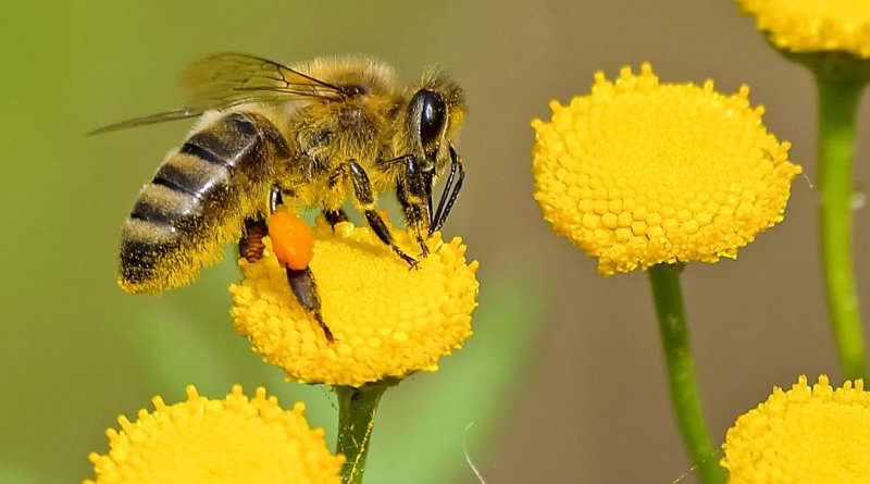 Carrera de la naturaleza hacia la extinción en masa