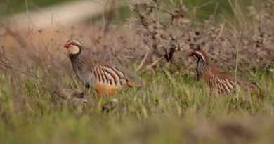 Carrera de la naturaleza hacia la extinción en masa